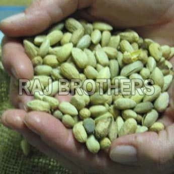 neem seeds