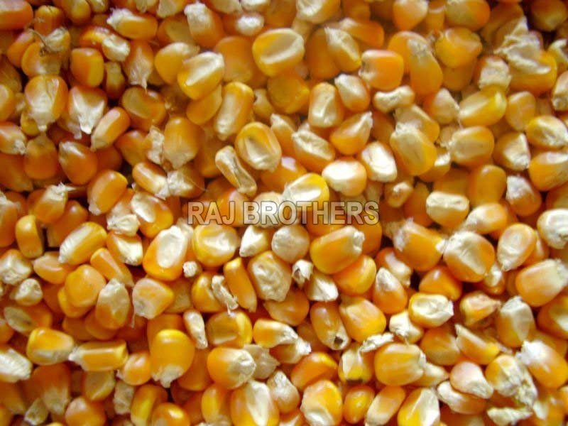 Yellow Corn Feed