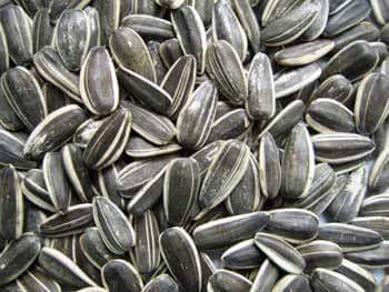 Sunflower seed, for birds food, Grade : first