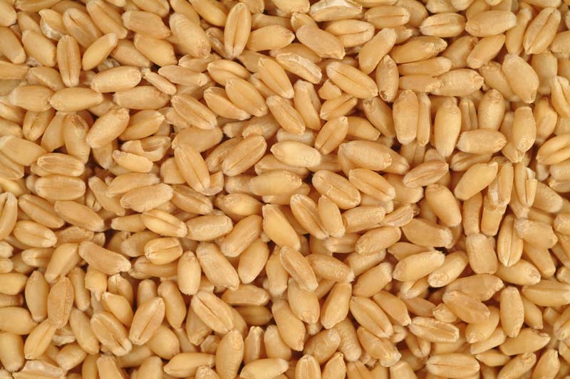 Wheat Seeds, for Beverage, Flour, Food, Purity : 99.9%