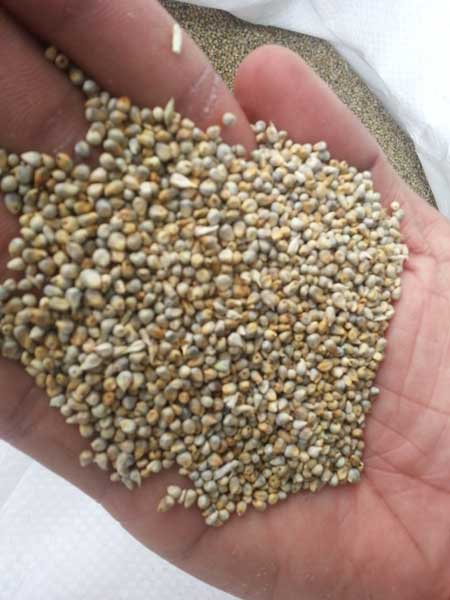 Animal Feed Pearl Millet