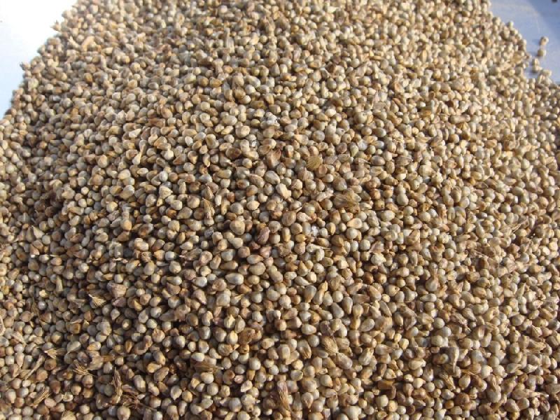 Organic Millet Seeds, for Cattle Feed, Style : Dried