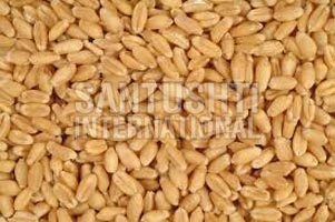 Wheat Seeds