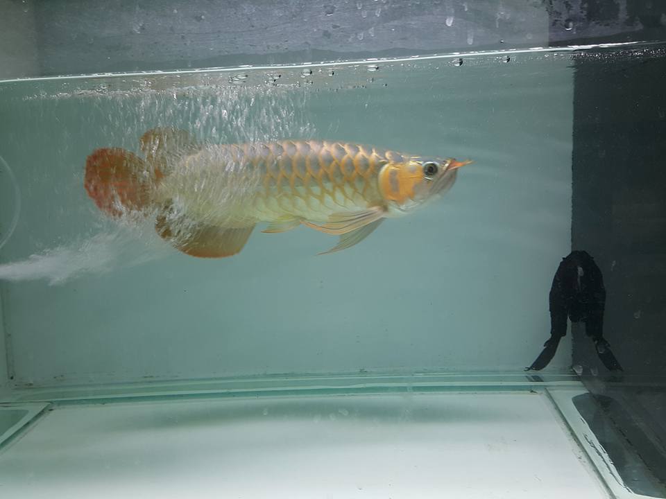 24k Golden Arowana Fish