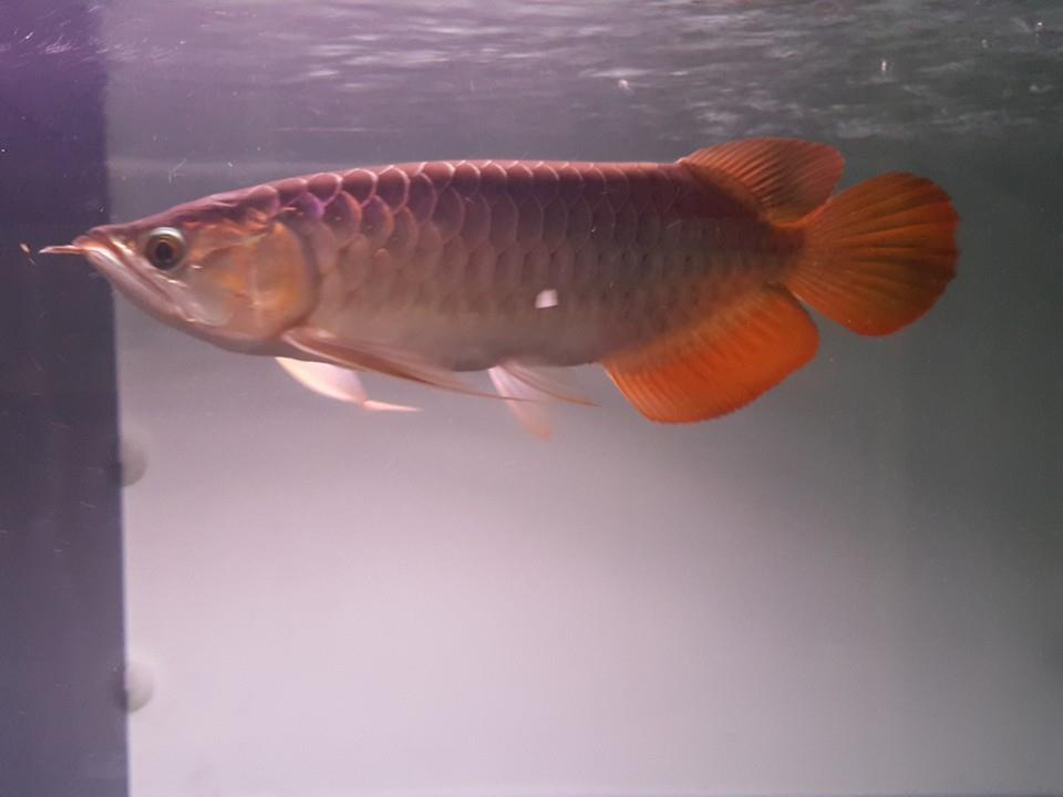Rtg Arowana Fish