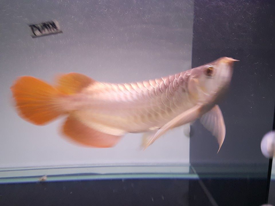 Magnificent Super Red Arowana And Other