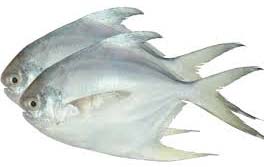 Frozen White Pomfret Fish