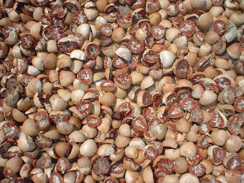 Unprocessed Betel Nuts