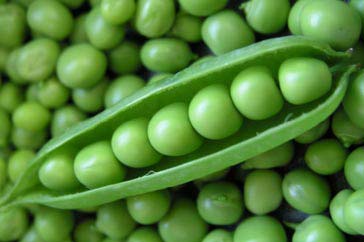 Organic Fresh Green Peas, Packaging Type : Jute Bags, Plastic Packets