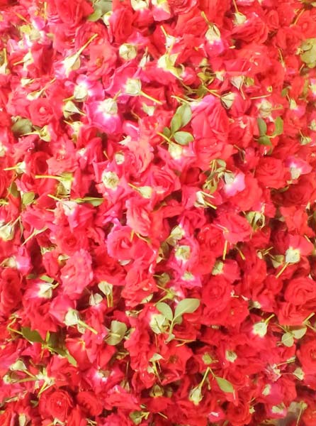 Mirabel Rose Flowers