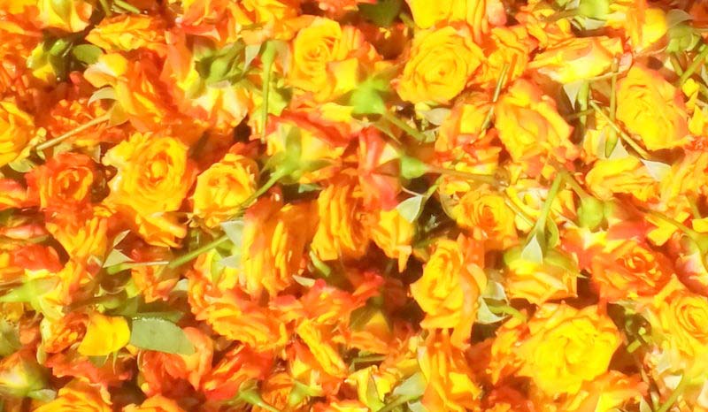 Orange Rose Flowers