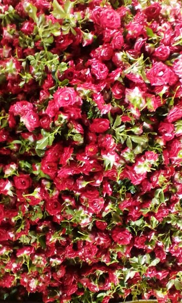 Ruby Rose Flowers