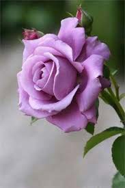Fresh Violet Rose Flower