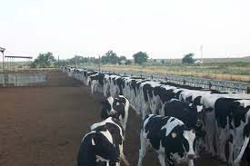 Grade A Pregnant Holstein Heifers and Other Dairy Cattle Available