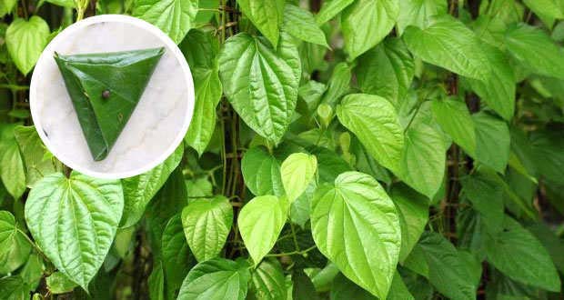 Sanchi Betel Leaves