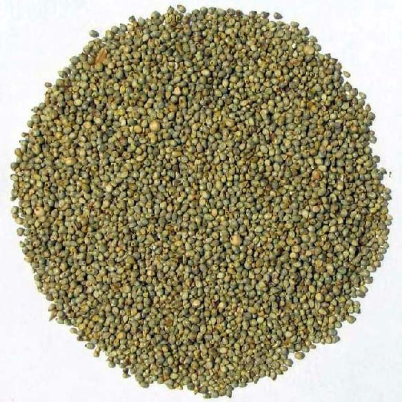 Natural Pearl Millet, for Cattle Feed, Cooking, Feature : Gluten Free, Natural Taste