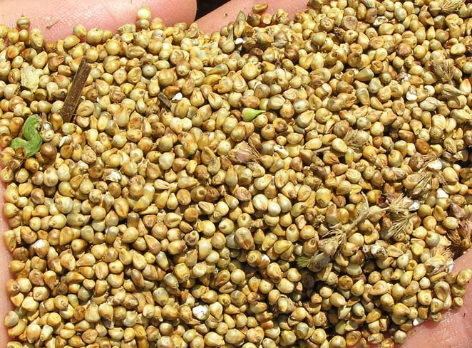 Millet Seeds