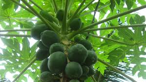 papaya plant