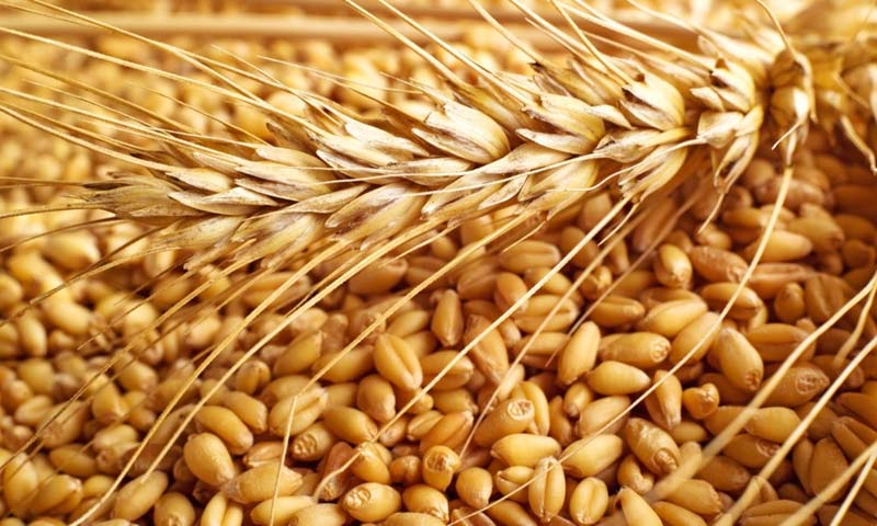 Organic wheat, for Bakery Products, Cookies, Packaging Type : Jute Bag, Plastic Bag, PP Bag