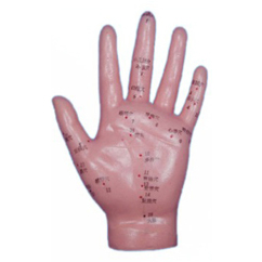 Acupuncture Model Hand