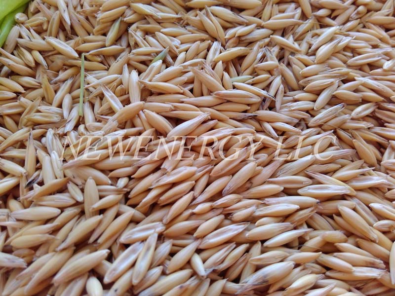 Supplier of Food Grains from Odessa, Ukraine by NEWENERGY