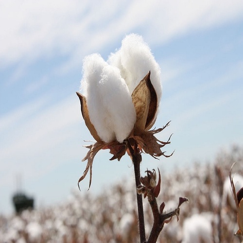 Raw cotton