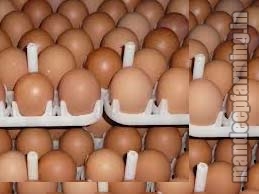 Brown Eggs, for Bakery Use, Packaging Type : Caret
