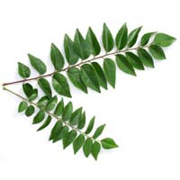 Fresh Curry Leaves, Color : Green