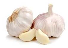 fresh garlic