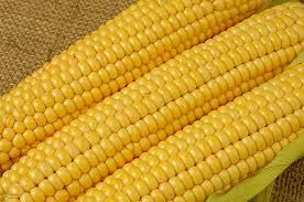 Organic yellow maize, for Animal Food, Human Food, Style : Dried