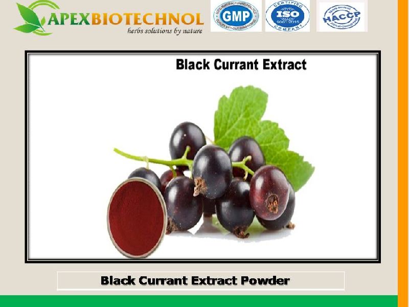 Black Current Extract