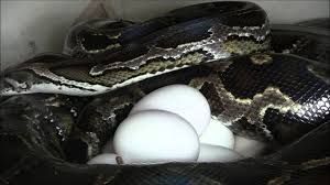 Python & Python Egg