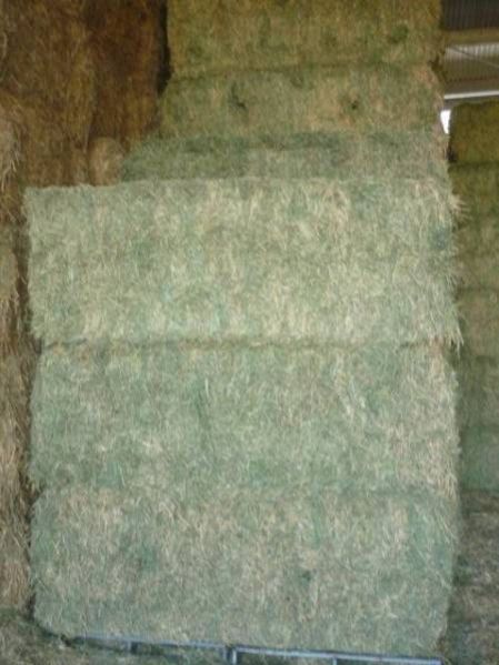 Green Alfalfa Hay Bales