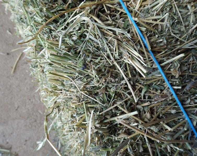 Lucerne Seed Alfalfa