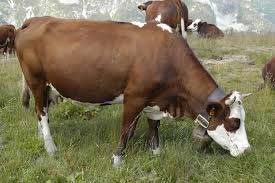 Abondance cattle