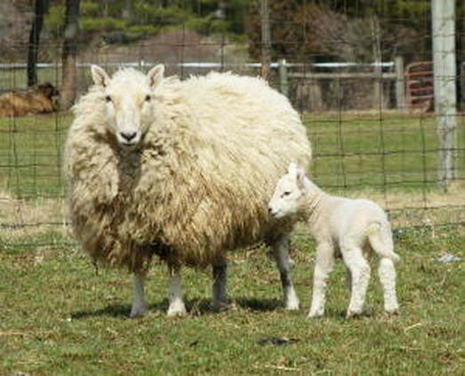 American Miniature Brecknock Sheep