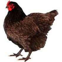 Australorp Chicken