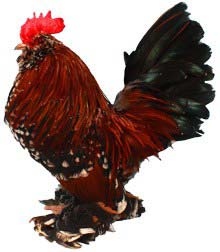 Belgian Bantam Chicken