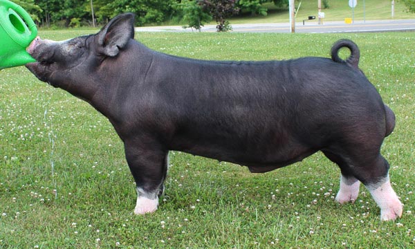 Berkshire boar: Juice It