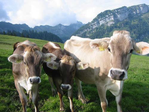 Brown Swiss cattle
