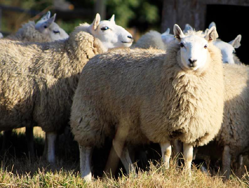 Купить алтайских овец. Шевиот порода овец. Алтайская порода овец. Тянь Шань породы овец. Сибирская порода овец.