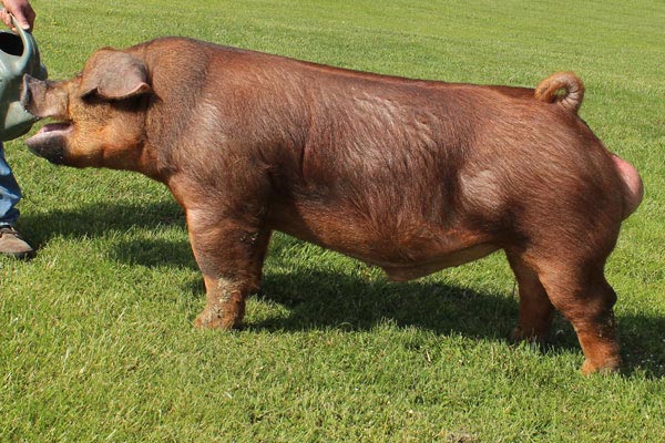 Duroc boar: Kuba