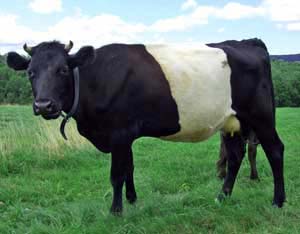 Dutch Belted Cow