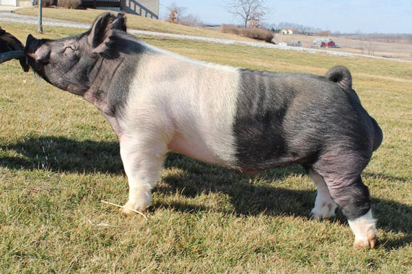Exotic boar: Omaha