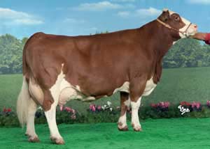 French Simmental Cow