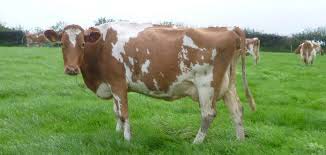 Guernsey cattle