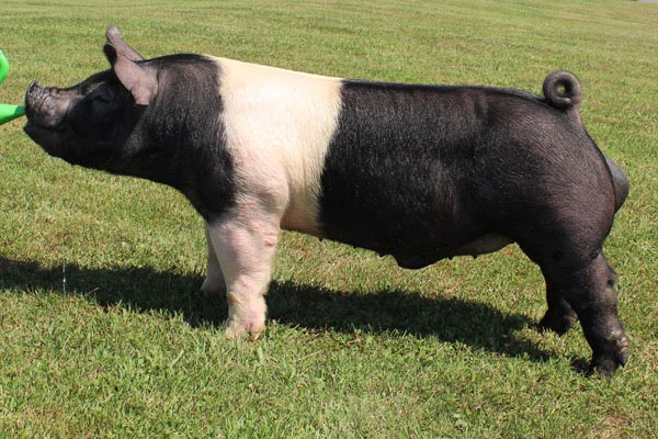 Hampshire  boar: Blind Draw