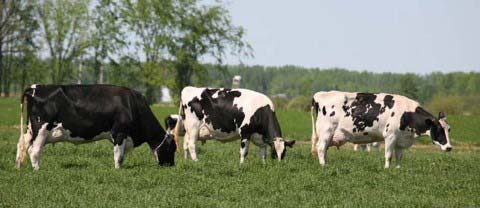 Holsteins Cow