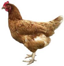 Hybrid Chickens