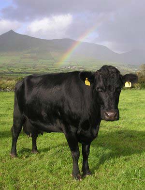 Kerry Cow